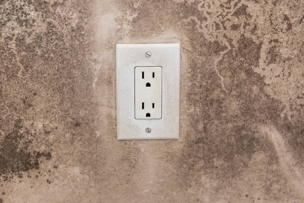 Best Emergency Mold Remediation  in Allen, TX
