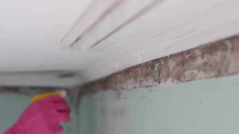 Dehumidification Services in Allen, TX